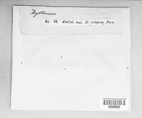 Triblidium elatinum image